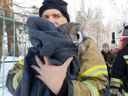 В Краснокамске сотрудники МЧС России спасли сову