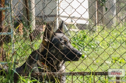 Прикамцев просят поддержать центр для собак «Стафф-сити» 