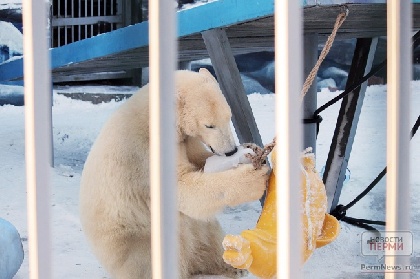 В Перми определили победителя аукциона на строительство зоопарка