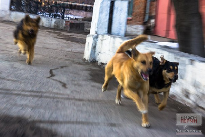 В Перми на Кислотных дачах собака напала на девушку с ребенком