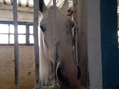 Госветинспекция Прикамья запретила выводить лошадей с пермского ипподрома
