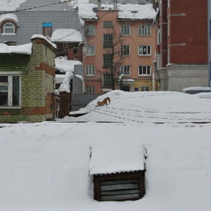 Спящую лису заметили на крыше в центре Перми