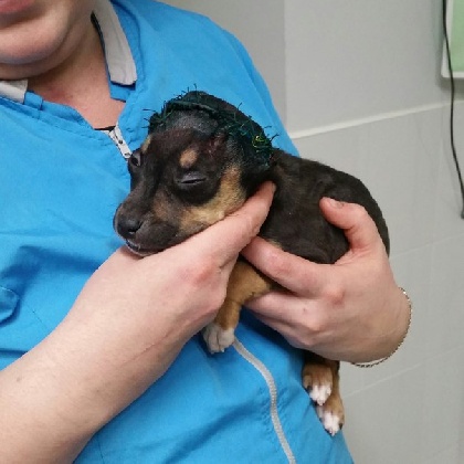 В Краснокамске живодеры покалечили двухмесячного щенка и подкинули в подъезд