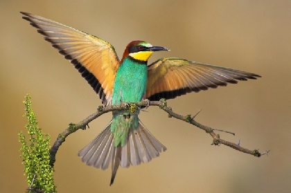 В Прикамье из-за потепления появились новые виды птиц