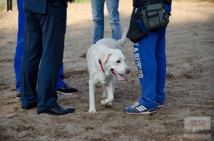 В Перми спасли собаку, которая угодила в глубокую яму 