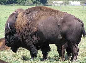 В Перми продадут бизонов за долги