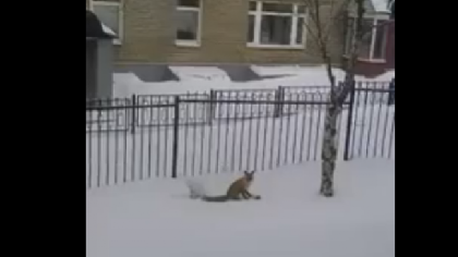 Лиса ловила мышей на ул. Сибирской