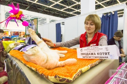 В Перми состоится Шоу домашних кошек
