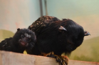 В пермский зоопарк привезли двух обезьянок из Анапы