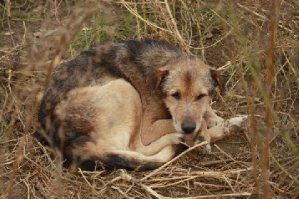 В микрорайоне Новый Крым живодеры отравили бездомных собак