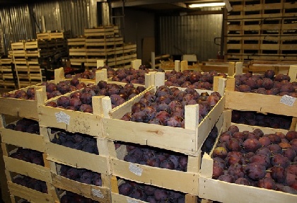 В Перми уничтожили более двух тонн санкционных овощей и фруктов
