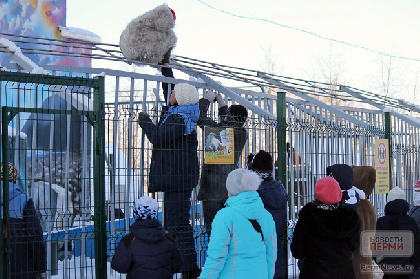 Охранники пермского зоопарка работали нелегально