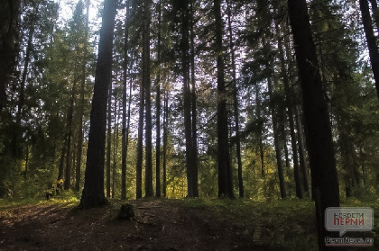 В Черняевском лесу подрядчик повредил корневую систему деревьев
