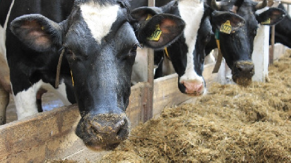 В Суксуне на ферме коровы ходят грязные, спят на улице и сами ищут себе еду