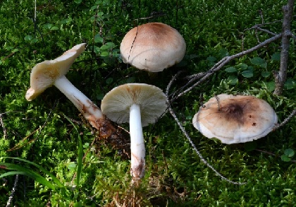 В Прикамье обнаружен новый вид грибов