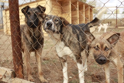 Пермский муниципальный приют для животных под угрозой закрытия