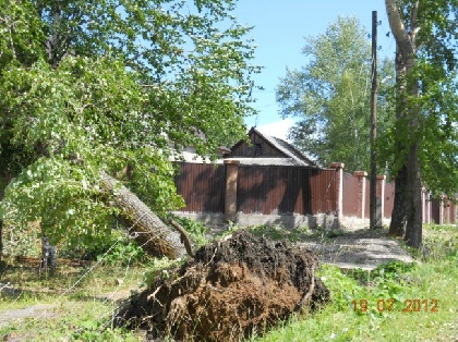 Жительницу Чайковского убило деревом