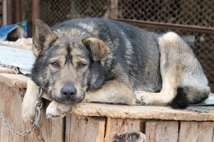 Зоозащитники через суд обжалуют отлов собак