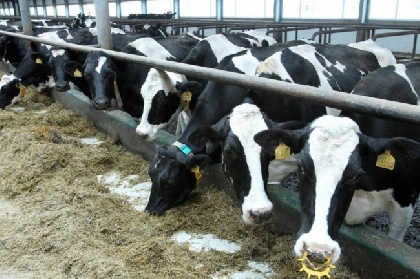 В Пермь завезли нелегальный корм для коров 