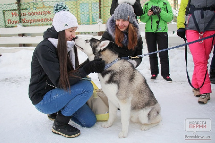 В Перми пройдет благотворительная акция «Собака Обнимака»