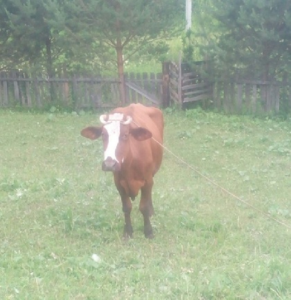 Кунгурские спасатели спустя сутки смогли освободить буйную корову из овощной ямы