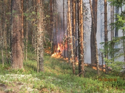 В регионе наказывают нарушителей пожарной безопасности в лесах 