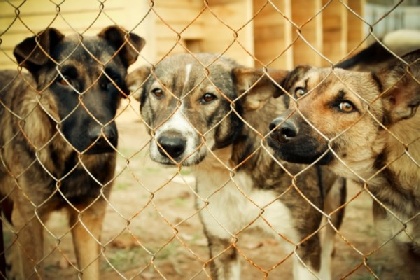 Число покусов безнадзорными собаками в Перми снизилось на 30%