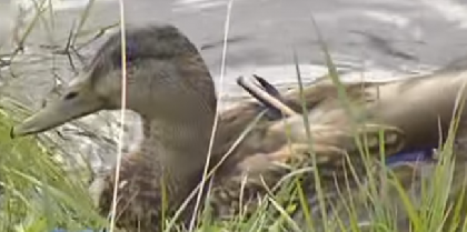 Пермяки пытаются спасти утку, подстреленную из арбалета