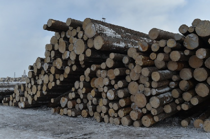 Компания оштрафована на 1,8 млн рублей за незаконную рубку деревьев