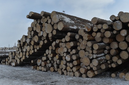Пермский край в лидерах по производству древесины в стране