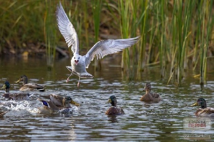 В Перми завершилась экологическая акция «На птичьих правах» 
