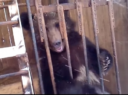 Общественников взволновала судьба медведя, живущего в клетке у придорожного кафе 