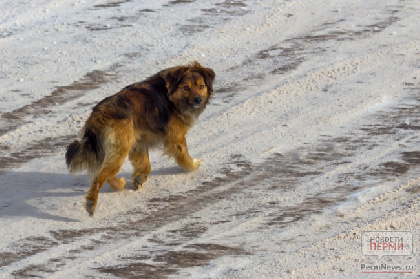 Жители Березников спасли собаку, которую отравили живодеры