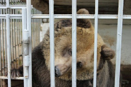 В Прикамье продолжается сбор средств на спасение медведицы Умки