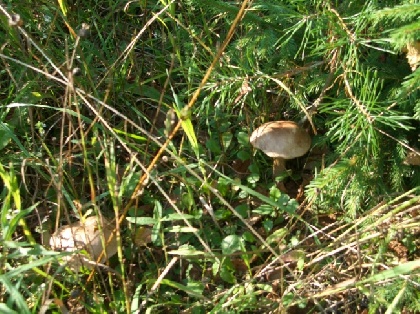 Жительница Голдыревского собирала грибы и заблудилась