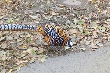 В Перми замечен королевский фазан