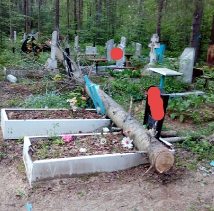 На пермском кладбище могилы завалили деревьями