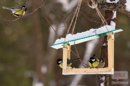 Орнитологи просят пермяков подкармливать птиц в морозы