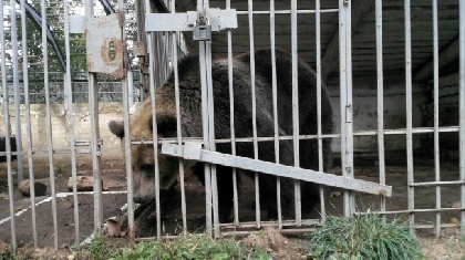 Медведице из Чайковского ищут новый дом 