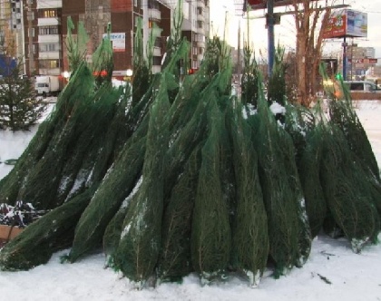 167 тысяч новогодних ёлок из Прикамья отправились в города России и Казахстана 