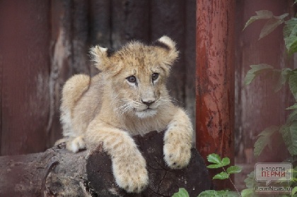 В пермский зоопарк приедет львенок Исакий