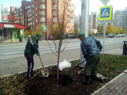 На ул. Максима Горького началась высадка живой изгороди и деревьев