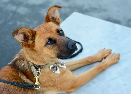 В России хотят запретить выгул собак без поводков и намордников 