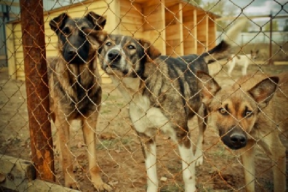 В Перми пройдет акция «Миска добра» в помощь животным приюта
