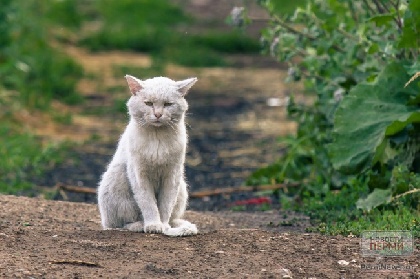 В Перми пройдет выставка фотографий бездомных кошек