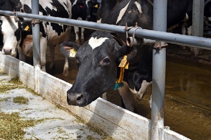 Производители молока в Прикамье наращивают объемы производства