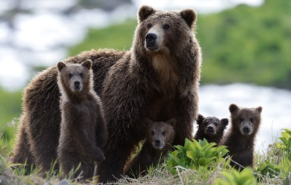 Пермячка снимает документальный фильм о медведях Камчатки