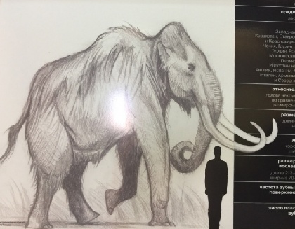 Бивень трогонтериевого слона привезли в Музей пермских древностей