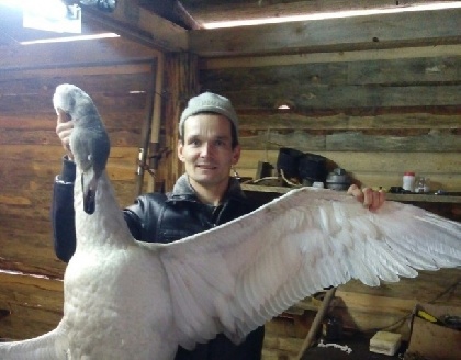 Охотник из Волгограда подстрелил в Прикамье краснокнижного лебедя