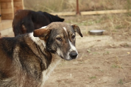 Жительница Верещагино взыскала компенсацию за укус собаки